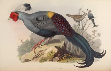 Diardigallus praelatus